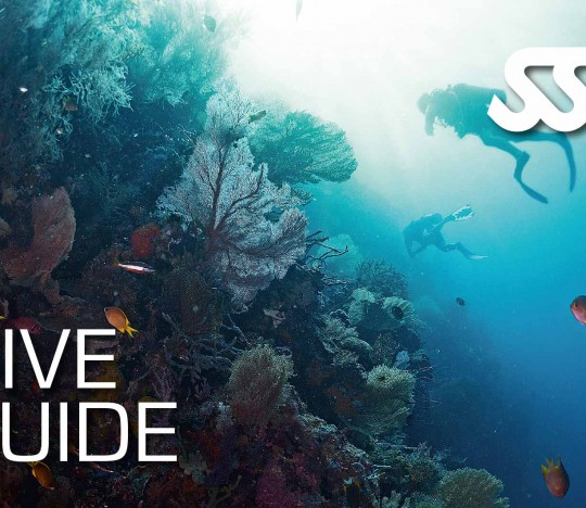 Dive Guide